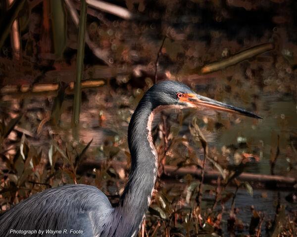 Tri-Color Heron shot in bright sun with Zone Metering.