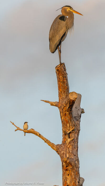 Two predators - Great Blue Heron and Loggerhead Shrike.