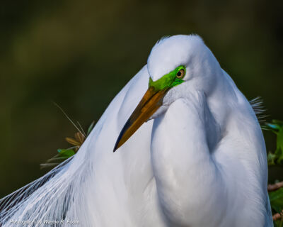 Great Egret in full breeding colors.
