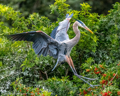 Great Blue Heron male delivering nest building materials to the female.