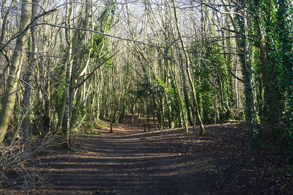 A path through part of the woods, leading to an open 'green' space.
With woodland on either side and paths leading off the main track. The woodland area is located on former stone quarry land.