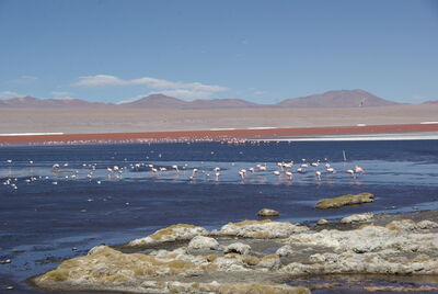 Rare James' flamingos on Laguna Colorada
