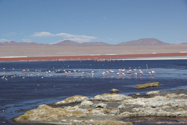 James' flamingos on Laguna Colorado
