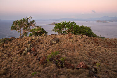 Picture of Komodo National Park - Pulau Sebayur Besar - Komodo National Park - Pulau Sebayur Besar