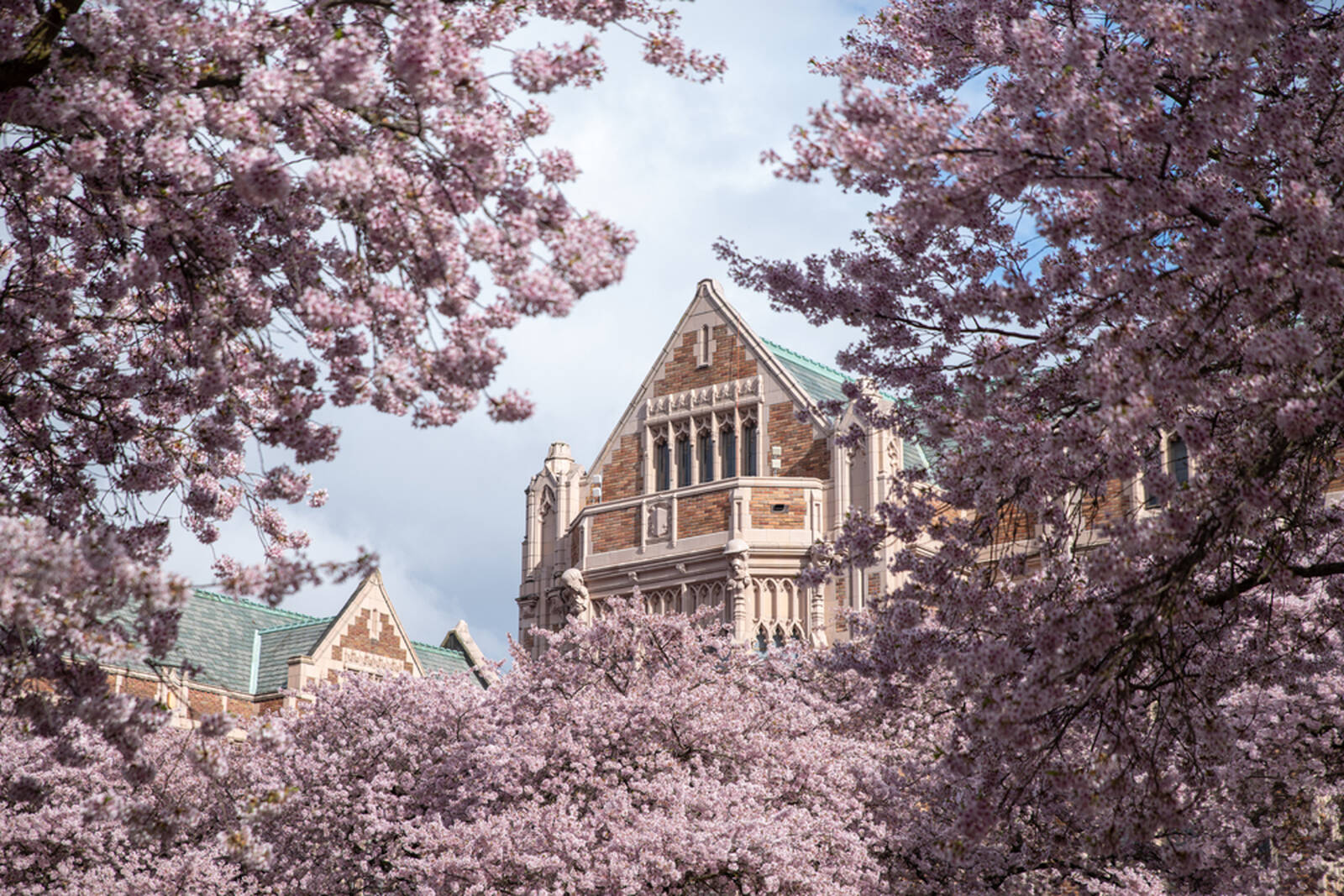 Image of Cherry Blossoms at University of Washington by Yu Sheng