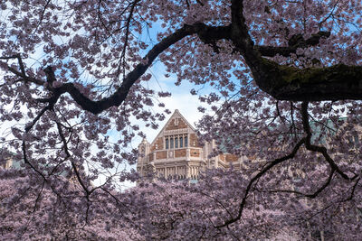 United States events - Cherry Blossoms at University of Washington