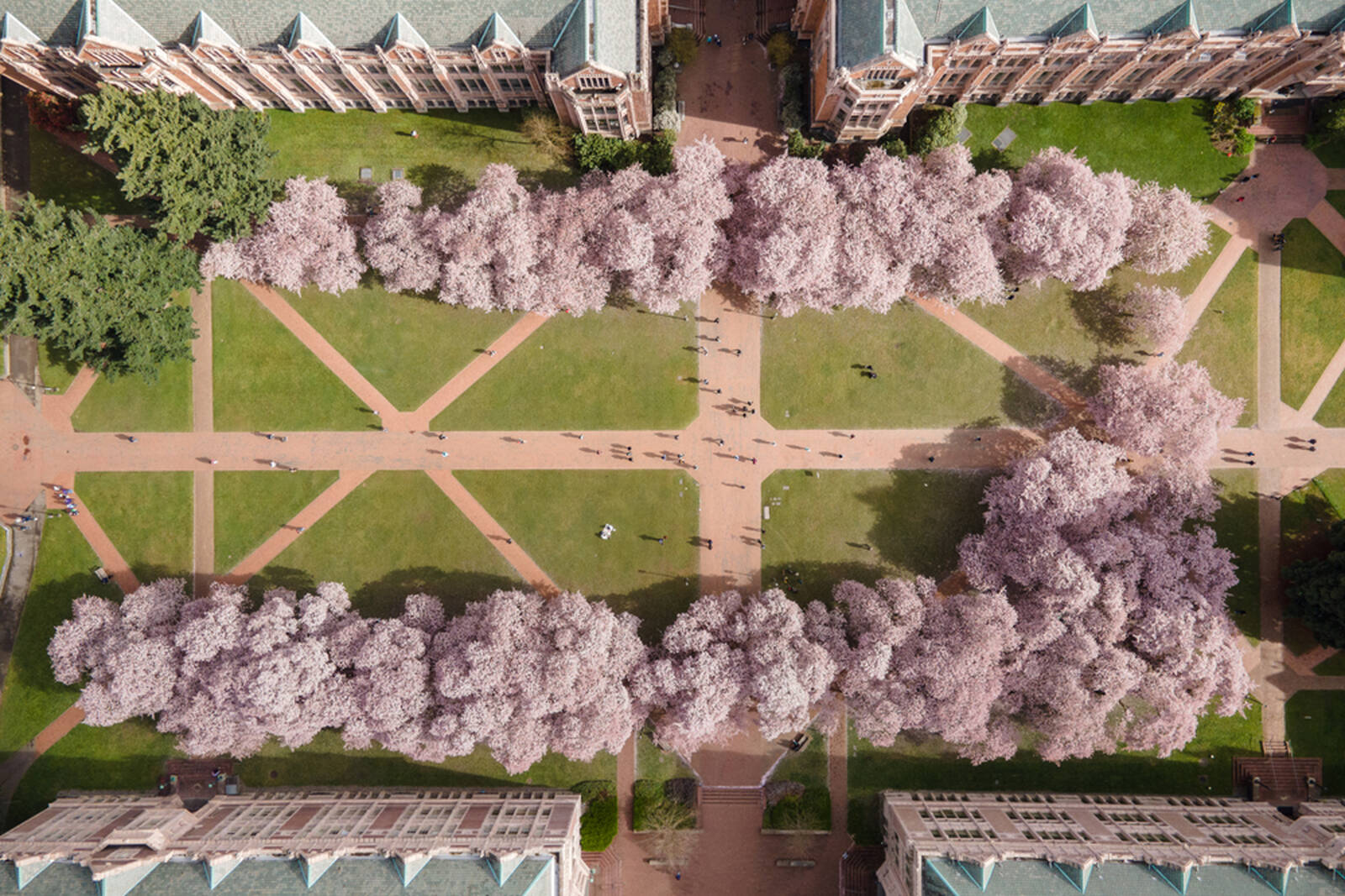 Image of Cherry Blossoms at University of Washington by Yu Sheng