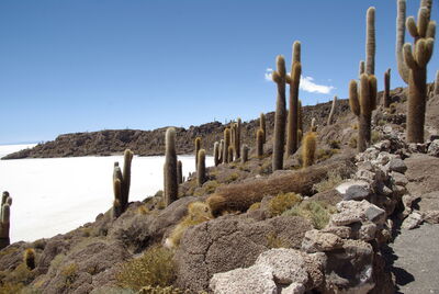 An island in the middle of the Uyuni salt flats covered in cacti
