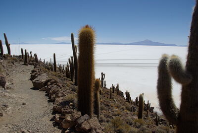 Bolivia images - Isla Incahuasi
