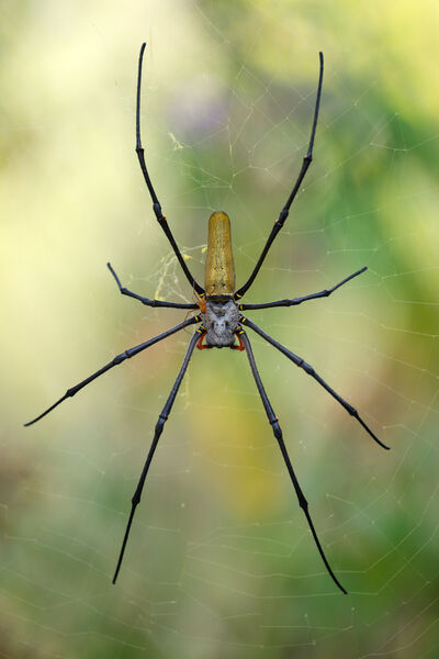 Giant spider at Komodo national park