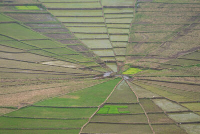 Picture of Cancar Spider Web Rice Fields - Cancar Spider Web Rice Fields