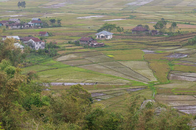Picture of Cancar Spider Web Rice Fields - Cancar Spider Web Rice Fields