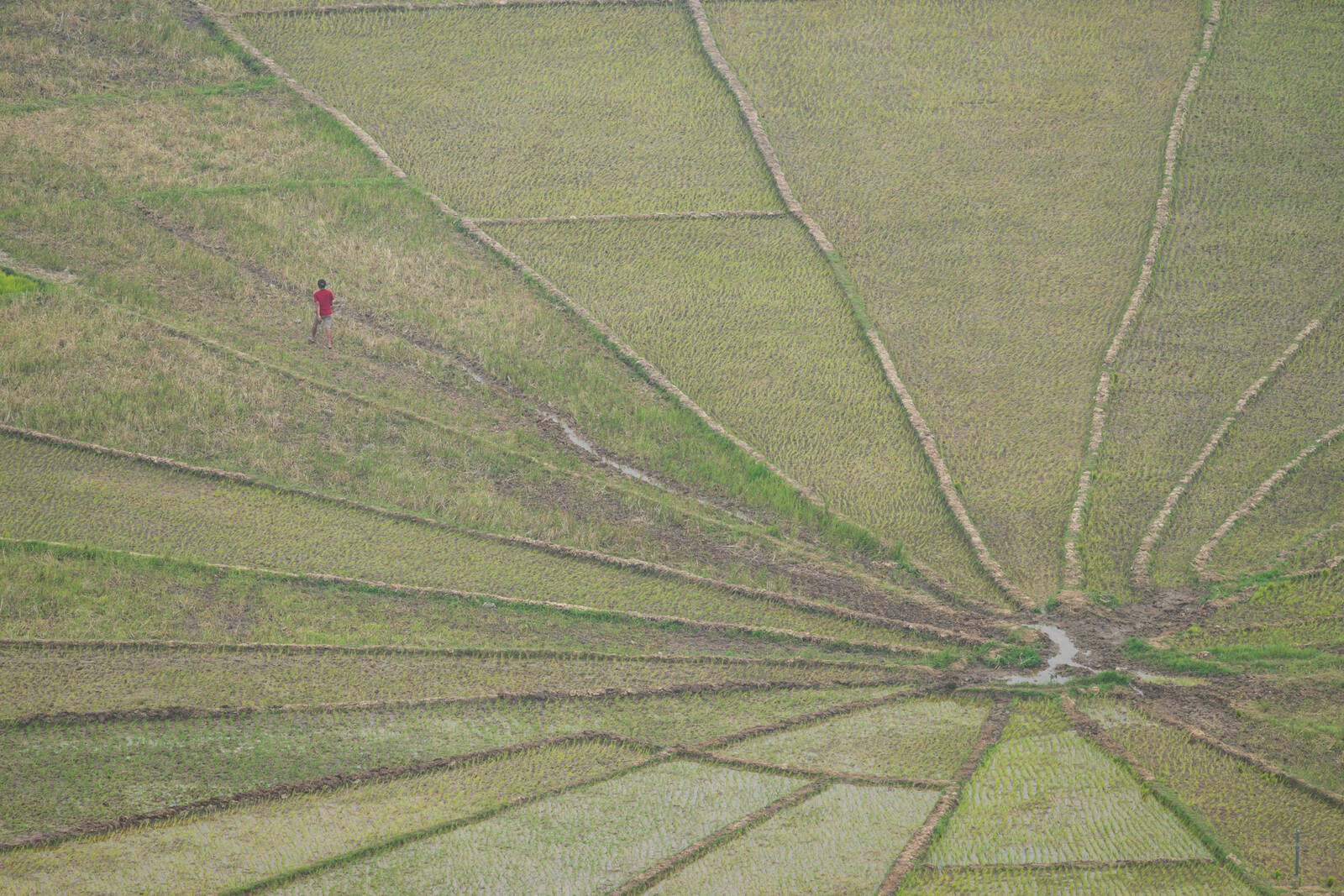 Image of Cancar Spider Web Rice Fields by Luka Esenko