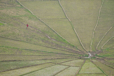 Indonesia images - Cancar Spider Web Rice Fields