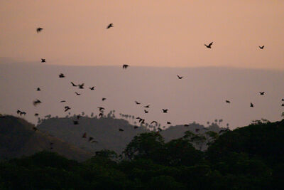 Komodo national park - flying fox colony
