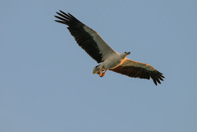 Komodo national park - sea eagle