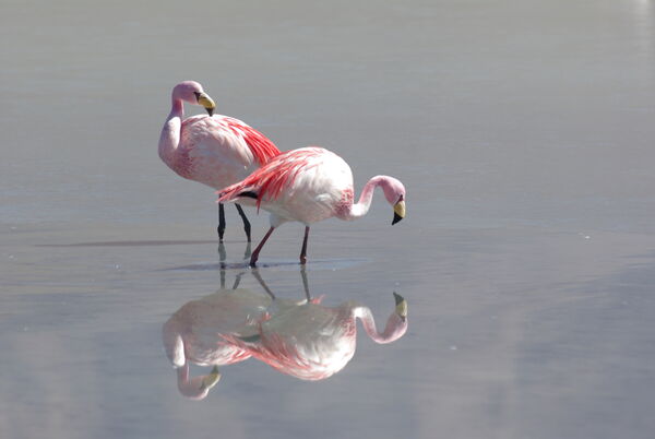 Plenty of habituated flamingos which enables relatively close up photography without causing distress to the birds  