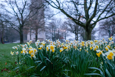 Daffodils, with the war memorial in the background