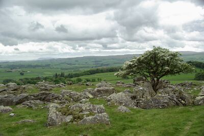 images of The Yorkshire Dales - Norber Erratics