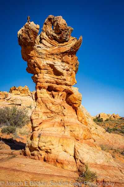 Picture of South Coyote Buttes - the Olympic Torch - South Coyote Buttes - the Olympic Torch