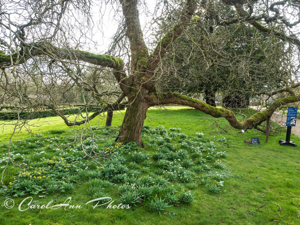 Old tree in the garden of Canons Ashby. A lot of the gardens were closed on this visit (February 2024, for the Snowdrop Trail) due to the recent heavy rain 