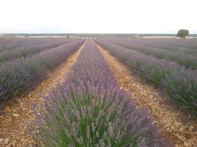 Photo of Lavender Fields, Brihuega - Lavender Fields, Brihuega