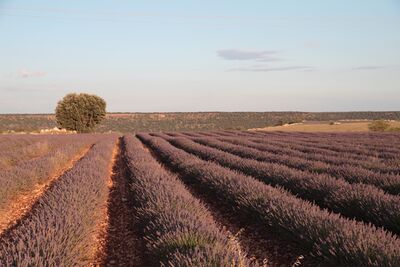 Picture of Lavender Fields, Brihuega - Lavender Fields, Brihuega