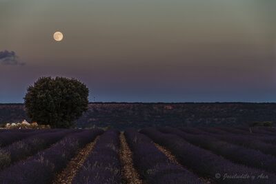 Castilla La Mancha instagram spots - Lavender Fields, Brihuega