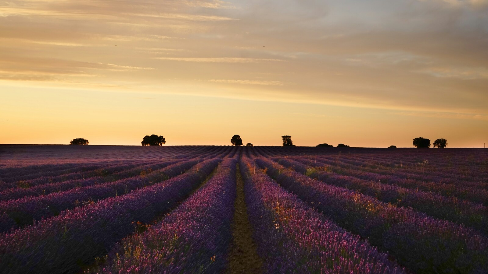 Image of Lavender Fields, Brihuega by Team PhotoHound