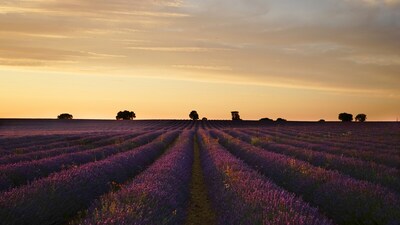 Spain images - Lavender Fields, Brihuega