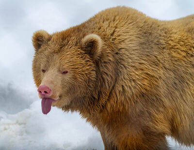Norway pictures - Polar Park - Arctic Wildlife Centre