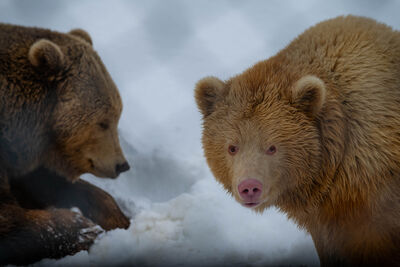 photos of Norway - Polar Park - Arctic Wildlife Centre