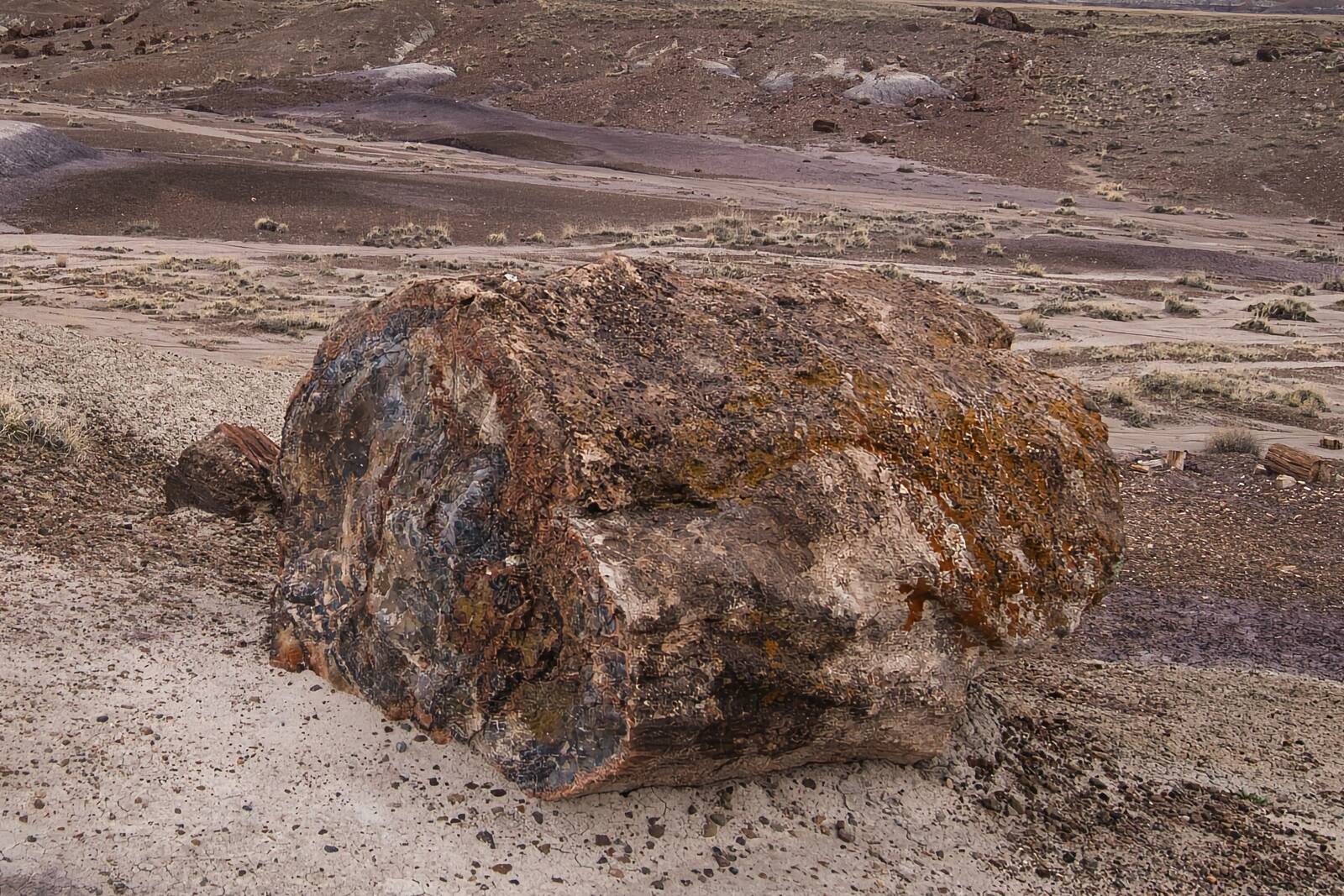Image of Petrified Forest National Park by Steve West
