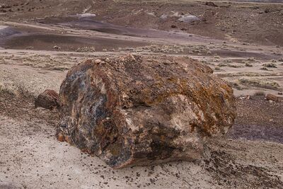 Photo of Petrified Forest National Park - Petrified Forest National Park