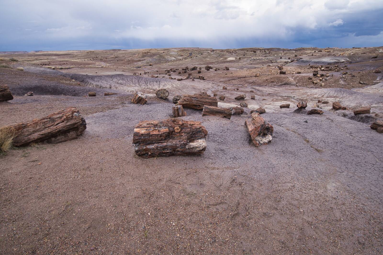 Image of Petrified Forest National Park by Steve West