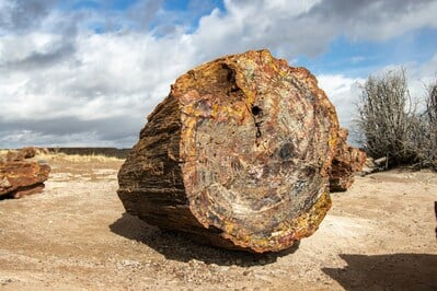 images of the United States - Petrified Forest National Park