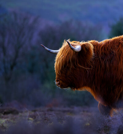 England photo locations - Manmoel Highland Cows