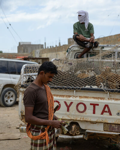 pictures of Yemen - Hadiboh Goat Market