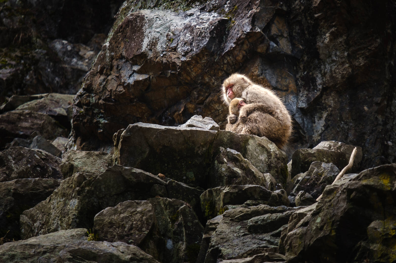Image of Jigokudani Monkey Park by Darlene Hildebrandt