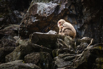 pictures of Japan - Jigokudani Monkey Park