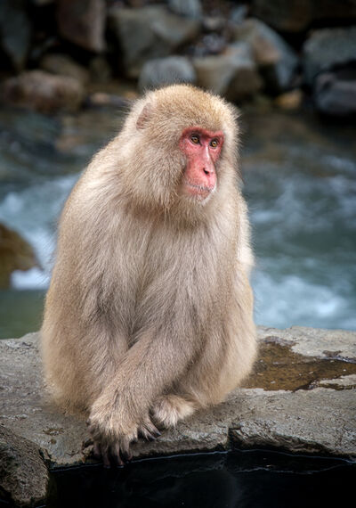 Japan photos - Jigokudani Monkey Park