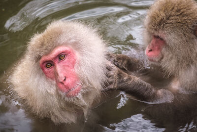 Japan pictures - Jigokudani Monkey Park