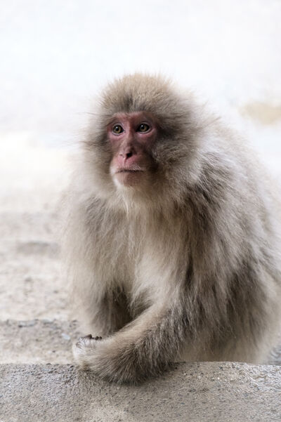 pictures of Japan - Jigokudani Monkey Park