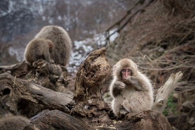 Japan images - Jigokudani Monkey Park