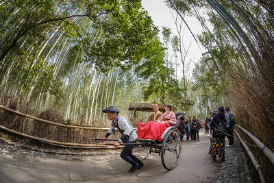 Japan photos - Arashiyama Bamboo Forest