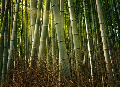 photos of Japan - Arashiyama Bamboo Forest
