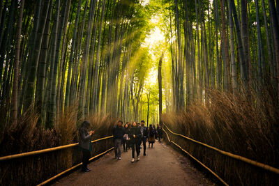 images of Japan - Arashiyama Bamboo Forest