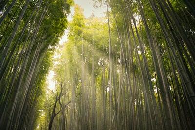 pictures of Japan - Arashiyama Bamboo Forest