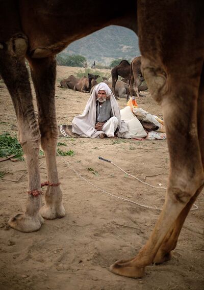 India images - Pushkar Camel Fair