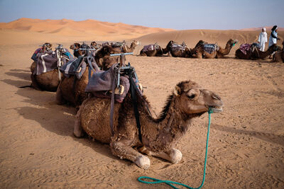 Morocco pictures - Merzouga Sand Dunes